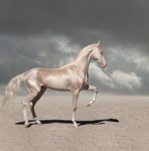 Akhal-Teke ló, ár, fotó és videó (Akhal-Teke) Akhal-Teke ló, ár, fotó és videó