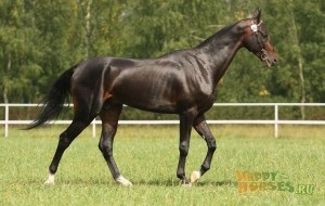 Akhal-Teke ló, ár, fotó és videó (Akhal-Teke) Akhal-Teke ló, ár, fotó és videó