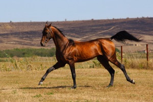 Akhal-Teke ló, ár, fotó és videó (Akhal-Teke) Akhal-Teke ló, ár, fotó és videó