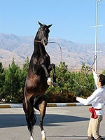 Akhal tekini lovak türkmenisztán (Akhal tekini) Akhal-Teke lovak, Türkmenisztán