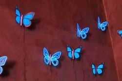 Pillangók értékét és helyét a Feng Shui