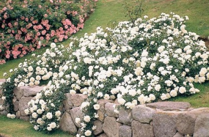 Fehér virágágyásba hogyan válasszuk ki a növényeket, és a fekete-fehér virágos kert évelők