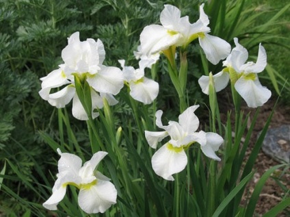 Fehér virágágyásba hogyan válasszuk ki a növényeket, és a fekete-fehér virágos kert évelők