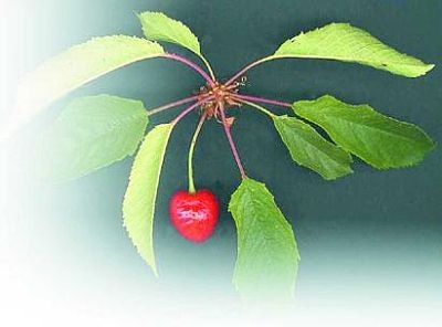 Biológiai jellemzők és reprodukciós cseresznye