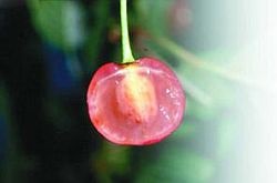 Biológiai jellemzők és reprodukciós cseresznye