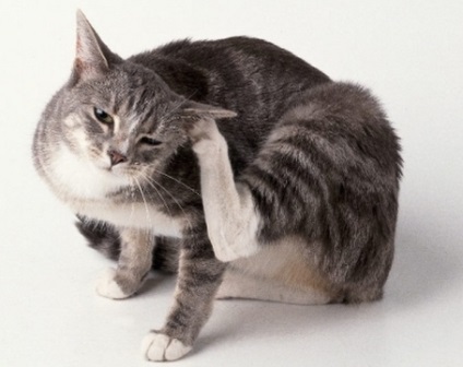 Betegségek macskák - Kép, tüneti kezelés