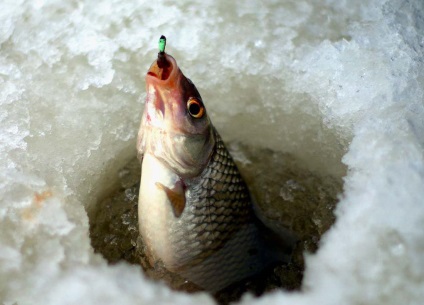 Milyen halak sorozhka - fotó, leírás, úgy néz ki, fogása sorozhki hogyan kell elkapni