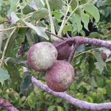 Marula fa és a gyümölcs a gyümölcs keretében a fotó és videó