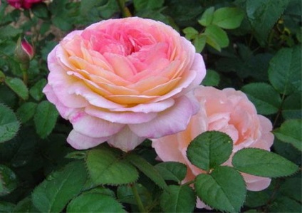 francia rózsa
