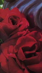 Francia «delbard» Rose (delbard) Francia «delbard» Rose