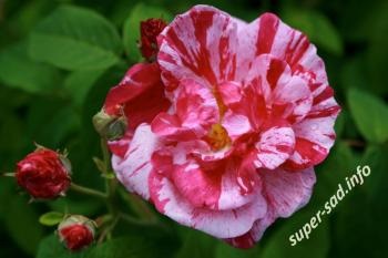 Francia Rose - Class «parlagi rózsa» és a régi fajták, szuper kert