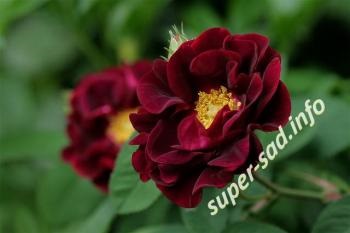 Francia Rose - Class «parlagi rózsa» és a régi fajták, szuper kert