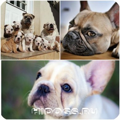 Francia bulldog tudni kötés (fotó) (Bulldog) Francia bulldog tudni kötés (fotó)