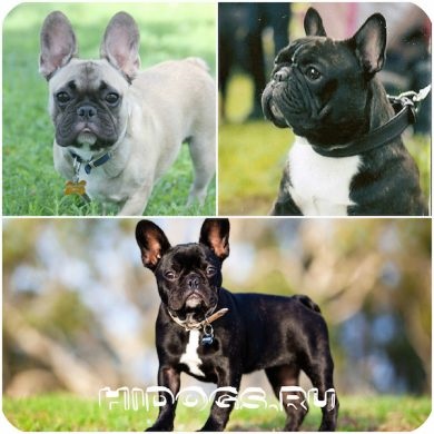 Francia bulldog tudni kötés (fotó) (szükséges) Francia bulldog tudni kötés (fotó)
