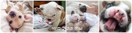 Francia bulldog tudni kötés (fotó) (Bulldog) Francia bulldog tudni kötés (fotó)