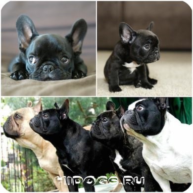 Francia bulldog tudni kötés (fotó) (szükséges) Francia bulldog tudni kötés (fotó)