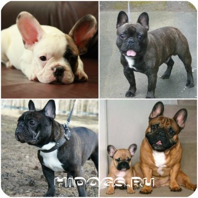 Francia bulldog tudni kötés (fotó) (kötés) Francia bulldog tudni kötés (fotó)
