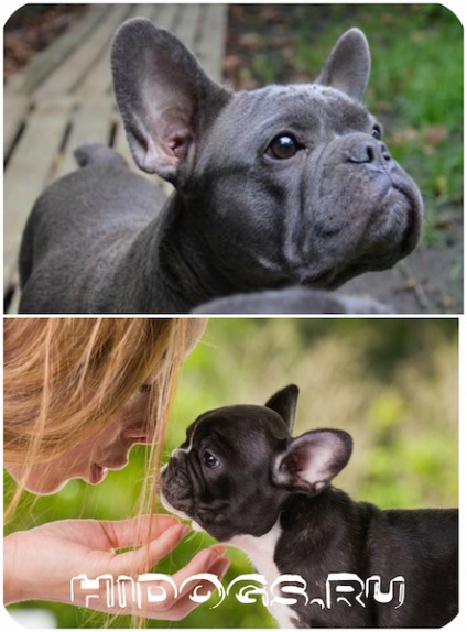 Francia bulldog tudni kötés (fotó)