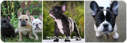 Francia bulldog tudni kötés (fotó) (vezeték kötő nap) Francia bulldog tudni kötés (fotó)