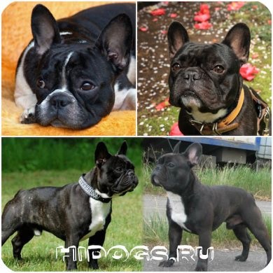 Francia bulldog tudni kötés (fotó) (szükséges) Francia bulldog tudni kötés (fotó)
