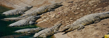 Hol keresse a magyarországi központja a sziget Gran Canaria (z) Hol keresse a magyarországi központja a sziget Gran Canaria