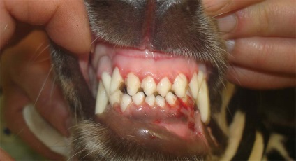 Az ínygyulladás a kutyák tünetei és kezelése a betegség (fotó)