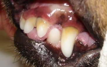 Az ínygyulladás a kutyák tünetei és kezelése a betegség (fotó)