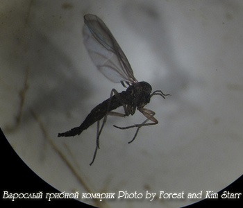Gomba szúnyogok ellen (stsiaridy) színben, hogyan lehet megszabadulni örökre