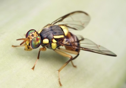 Hogyan lehet megszabadulni a gomba szúnyogok és módszerek harc fotó