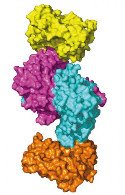 Abból, amit az egyszerű szerves vegyületek, melyek a fehérje szerkezetének és tulajdonságainak a funkciók