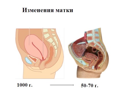 Mióta csökken a méh szülés után (méh) Mióta csökken a méh szülés után