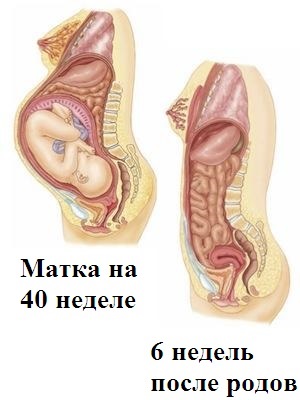 Mióta csökken a méh szülés után (amíg csökken a méh szülés után) Mióta csökken a méh szülés után