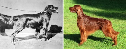 Hogyan alakult ki a kutyafajta az elmúlt 100 évben