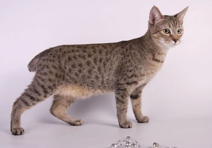 Hogy hívják azt a macska fajta hasonló lynx