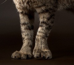 Hogy hívják azt a macska fajta hasonló lynx