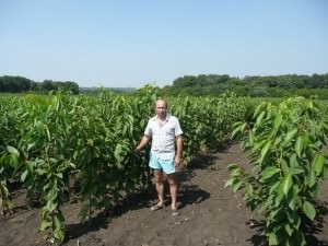 Hogyan ültessünk egy cseresznye tavasszal és ősszel, video, gondozás és transzplantáció, a kártevők, és a legjobb minőségű