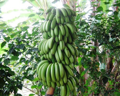 Hogyan növekszik egy banánt otthon - kertemben - az eszmék világa