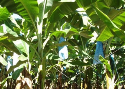 Hogyan növekszik egy banánt otthon - kertemben - az eszmék világa