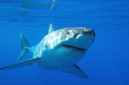 Як захиститися від акул чудо-засоби, розроблені вченими