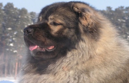 Kaukázusi juhászkutya leírás, fotók, természet és ellátás a fajta