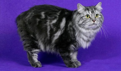 Walesi Cat macska fotó, ár, fajta leírás, karakter, videó, óvodák - murkote körülbelül macskák és macskák