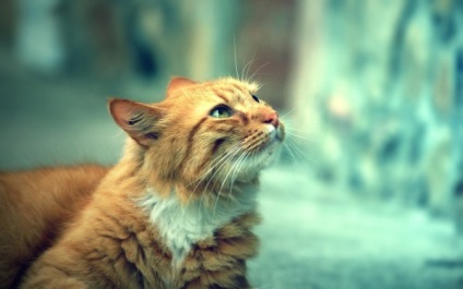 Walesi Cat macska fotó, az ár, a természet a fajta, leírás, videó
