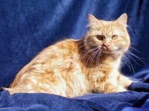 Walesi Cat macska fotó, az ár, a természet a fajta, leírás, videó
