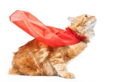 Walesi Cat Cat (19 fotó) (cat) Walesi Cat Cat (19 fotó)