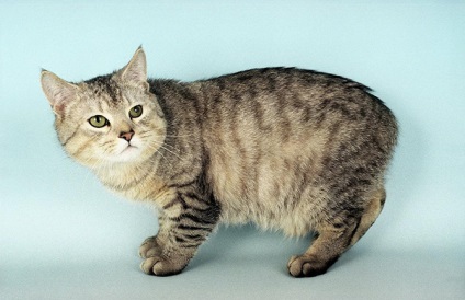 Walesi Cat Cat (19 fotó) (cat) Walesi Cat Cat (19 fotó)