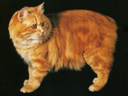 Walesi Cat (walesi macska) fotók fajta leírását, a természet és az egészség