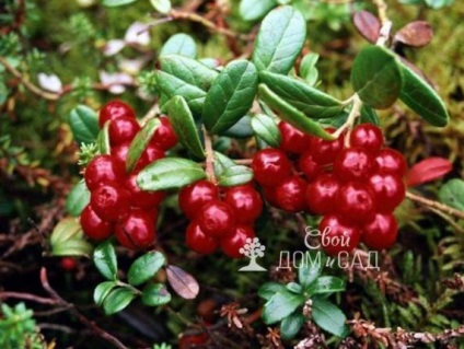 Cranberry - gombaszedés a kertben területen a (z) Cranberry - erdei gyümölcs a kert helyén