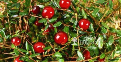 Cranberry - gombaszedés a kertben területen (áfonya) Cranberry - erdei gyümölcs a kert helyén
