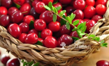 Cranberry - gombaszedés a kertben területen (áfonya) Cranberry - erdei gyümölcs a kert helyén