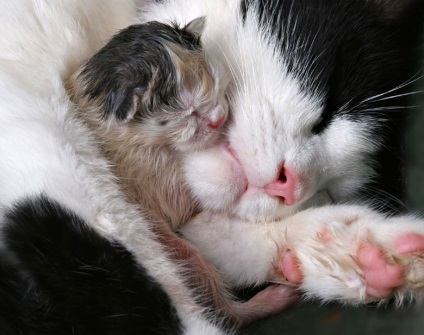 Cat szülés utáni ellátás